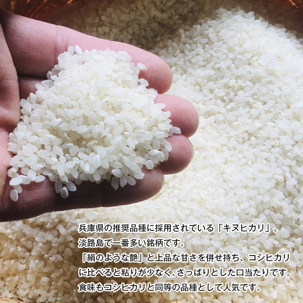 令和７年度 淡路島産キヌヒカリ 5kg （白米）