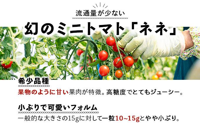 北海道産 ミニトマト ネネ 約3kg フルーツトマト 幻の 高糖度 ジューシー プチ トマト 甘い 濃厚 彩り 鮮やか 希少 お中元 お歳暮 暑中見舞い 帰省土産 ご自宅用 産地直送 大滝農園 送料無
