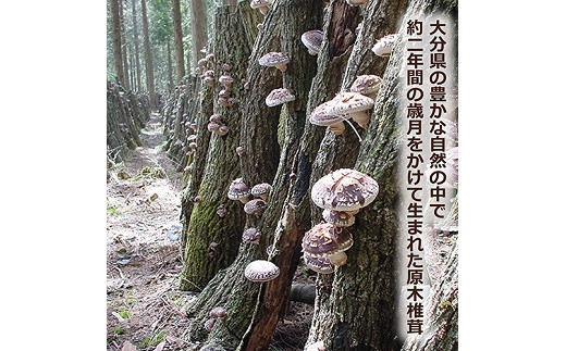 大分産椎茸こうしん 360g（60g×6袋） 大分 椎茸 乾燥しいたけ