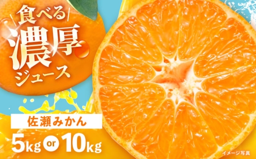 ※【2026年11月より順次発送／先行予約】【食べる濃厚ジュース】佐瀬みかん 10kg / みかん ミカン 蜜柑 オレンジ 柑橘 フルーツ ふるーつ 果物 くだもの みかんジュース 甘い / 諫早市 / 一正 [AHFL002]