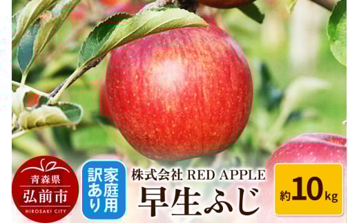 りんご【訳あり】家庭用 早生ふじ 約10kg