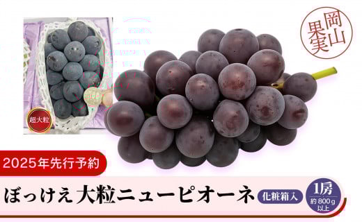 
            ぼっけえ大粒ニューピオーネ1房（約800ｇ以上）化粧箱入
          