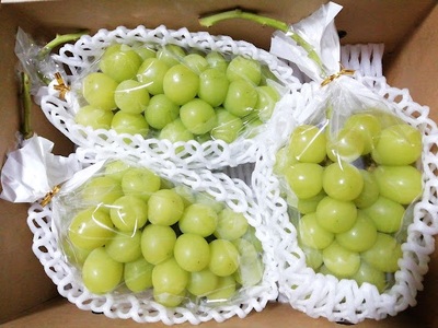 【樹上完熟】シャインマスカット　１.７ｋｇ（もぎたて直送）　0148-2615