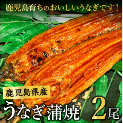 【ふるさと納税】鹿児島県産うなぎ蒲焼2尾 008-55【配送不可地域：離島】【1710431】