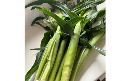 ベビーコーン 約5kg [ラハマン農園 山梨県 中央市 21470819] トウモロコシ とうもろこし ベビーコーン ヤングコーン 期間限定 季節限定 数量限定 産地直送 【2026年5月上旬～6月上