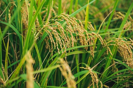 【新米】コシヒカリ 5kg 新米 愛媛県西条市産【令和7年産】