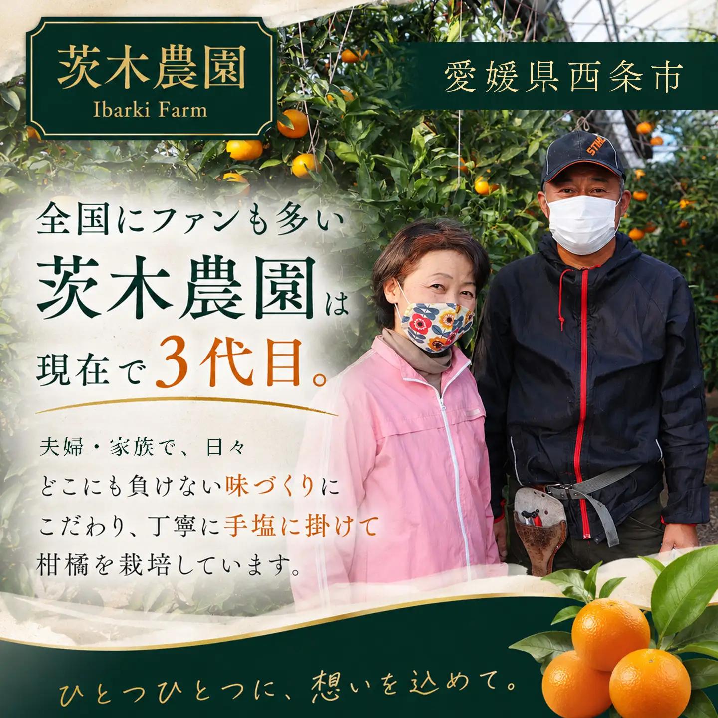 【紅まどんなと同品種】茨木農園の愛果28号_大箱（8～11個）｜まどんな