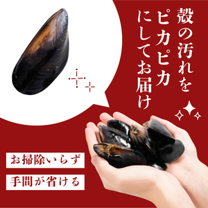 三陸産 活ムール貝 1kg ムール貝