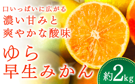 みかん ゆら早生みかん  約2kg【ご家庭用】【nuk143D】