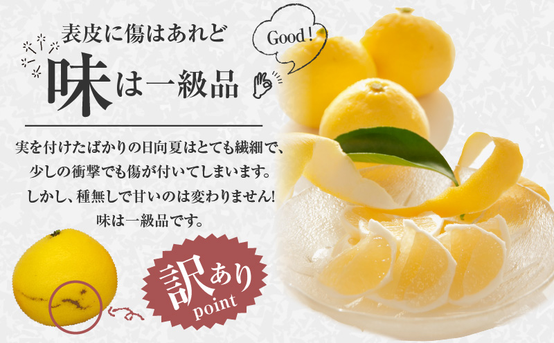 《2026年発送先行予約》【数量・期間限定】【訳あり】ハウス種無し日向夏 家庭用(大～小混4kg) 日向夏 訳あり 種無し