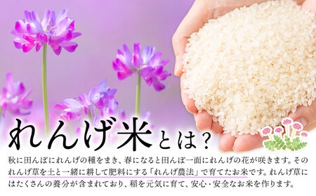 令和7年産れんげ米10kg《30日以内に出荷予定(土日祝除く)》茨城県結城市こめ