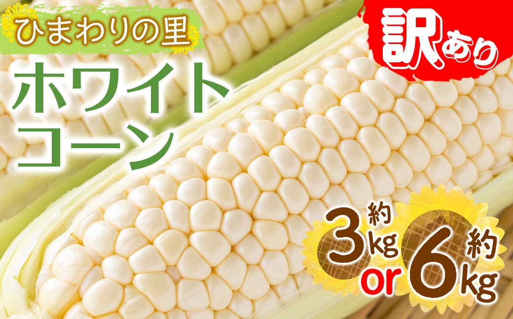 
                  ＜先行予約！2026年6月上旬以降順次発送予定＞＜訳あり＞＜選べる容量＞ホワイトコーン(約3kg・約6kg) 国産 野菜 とうもろこし トウモロコシ コーン ホワイト 白 新鮮 冷蔵便 【man109・man112】【Aglio nero】
                