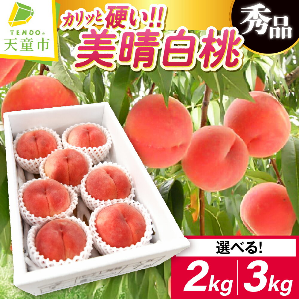 【ふるさと納税】 硬い もも ( 美晴白桃 ) 選べる 2kg / 3kg 先行予約 令和8年産 2026年産 白桃 桃 ピーチ peach 果物 くだもの デザート 旬 冷蔵 お取り寄せグルメ 産地直送 送料無料 【 山形県 天童市 】
