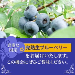 【先行受付予約】知多半島 生ブルーベリー 800g（100g×8パック） 完熟 果物 フルーツ 旬 農園直送 青果物 国産 健康 美容 愛知県 美浜町 ブルーベリーの里みはま 産地直送 ※2026年6