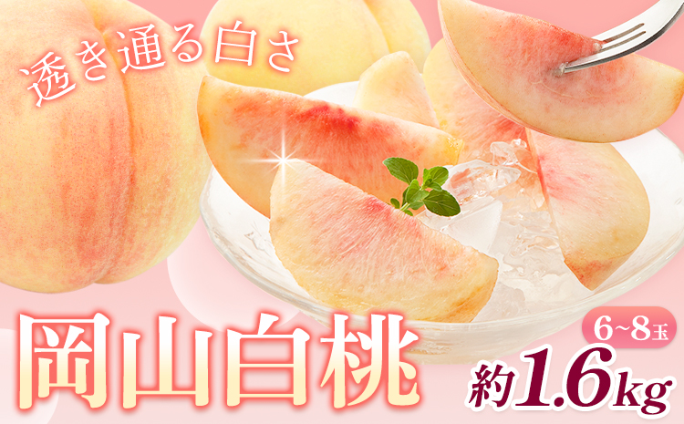 【2026年先行予約】桃 岡山白桃 約1.6kg 6-8玉 株式会社藍《2026年7月中旬-7月末頃より発送予定》 岡山県 浅口市 岡山県産 もも フルーツ 果物 くだもの 白桃 送料無料