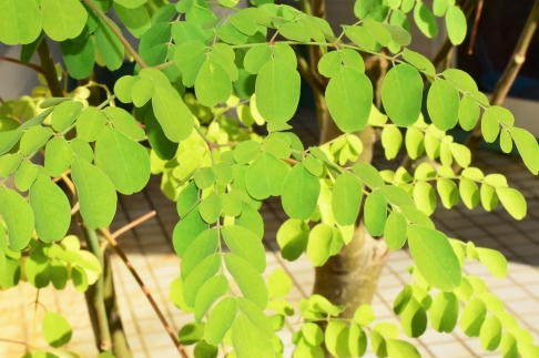 もりんがめん（5束）＆モリンガ茶セット