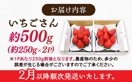 【先行予約】【ジューシーな濃厚いちご】いちごさん 500g（250g×2パック） / 苺 イチゴ いちご フルーツ 果物 / 佐賀県 / さかもとさんの畑[41ABAA002]