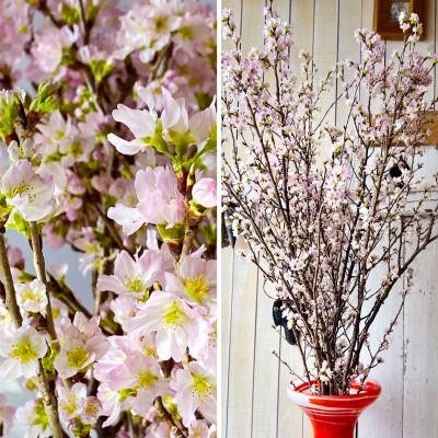 ふるさと納税 酒田市 「はじまりの桜」庄内の桜!酒田市の高橋さんの啓翁桜 125cm (2026年2月中旬より発送) |  | 03