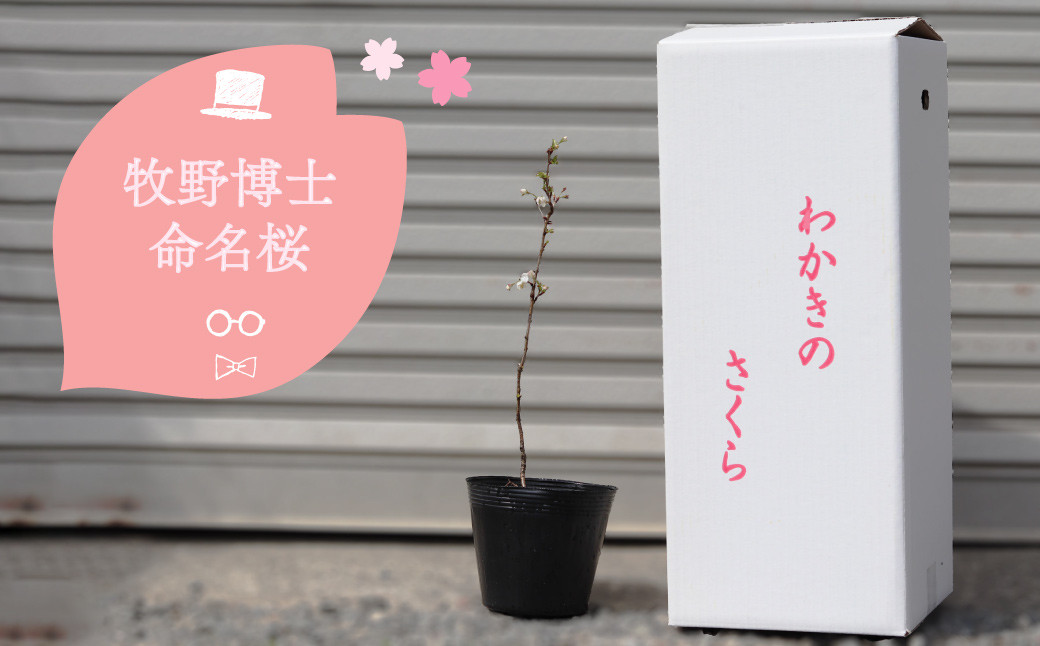 
【2025年3～4月ごろ発送分予約受付中】稚木の桜 ワカキノサクラ ミニ桜 苗木 牧野博士命名種 1鉢 朝ドラ らんまん 牧野富太郎
