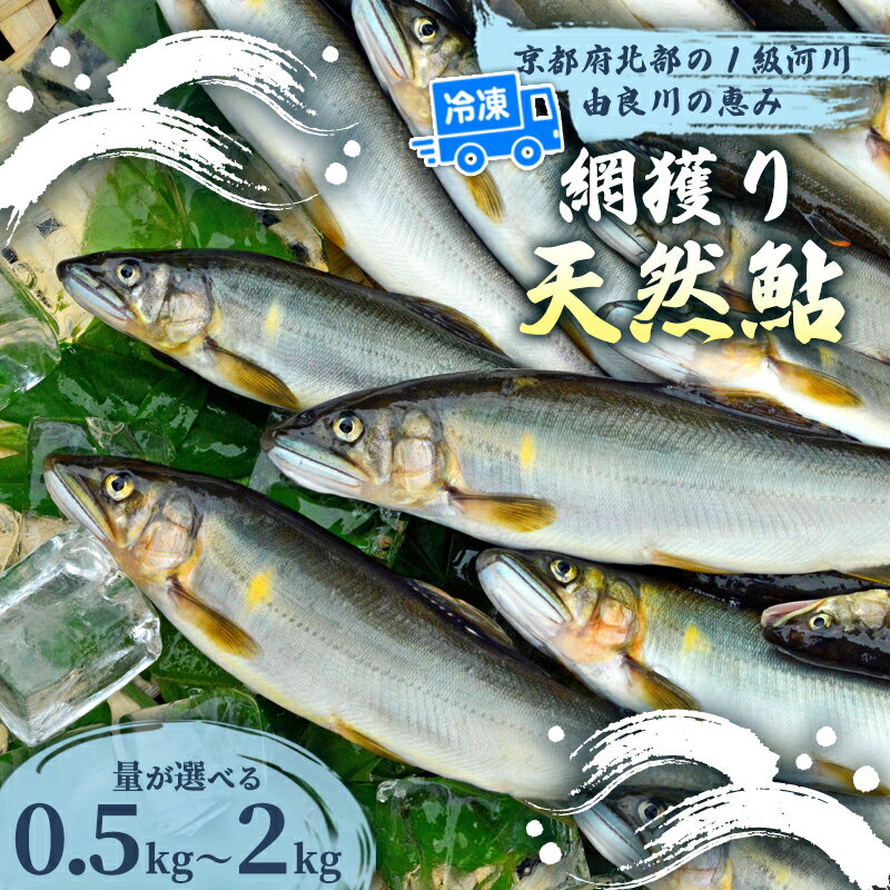 【ふるさと納税】天然鮎 網獲り 冷凍 約0.5〜2kg（約7匹〜44匹）【 由良川の網獲り 由良川漁協 冷凍あゆ 冷凍鮎 高鮮度 冷凍 あゆ 鮎 魚 さかな 綾部 京都 】