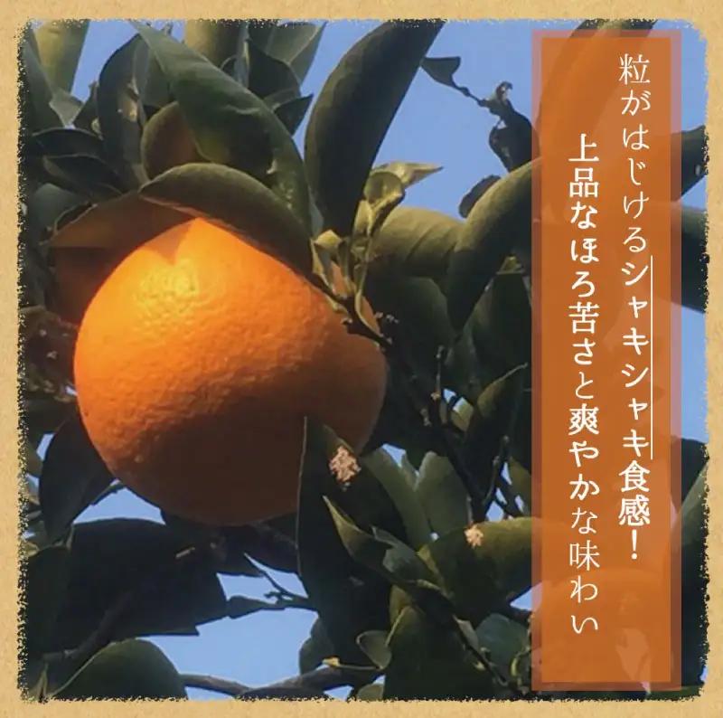 【先行予約】紀州有田産木成り完熟紅八朔８kg ※2027年2月下旬頃〜2027年3月中旬頃に順次発送予定（お届け日指定不可）/ みかん 不知火 和歌山 フルーツ 有田【uot795】