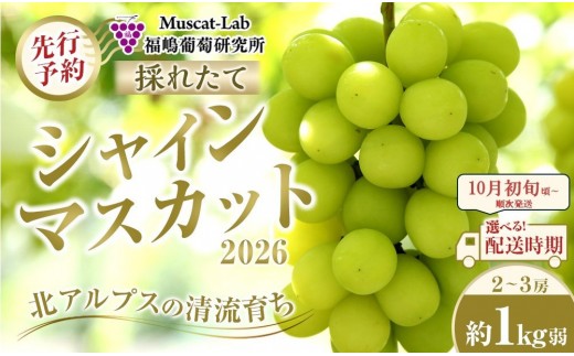 【先行予約】A　2026  シャインマスカット　２房～３房　約1kg弱【2026年10月初旬頃～順次発送予定】長野県産 　国際特許有機肥料栽培