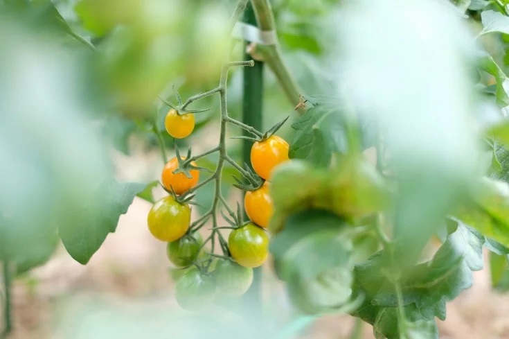 【2026年7月より順次発送】曽爾高原夏野菜５種５品３ヶ月定期便
