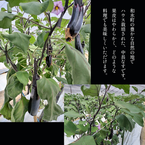 なす 3kg 和水町産 野菜 5月下旬～発送いたします 野菜