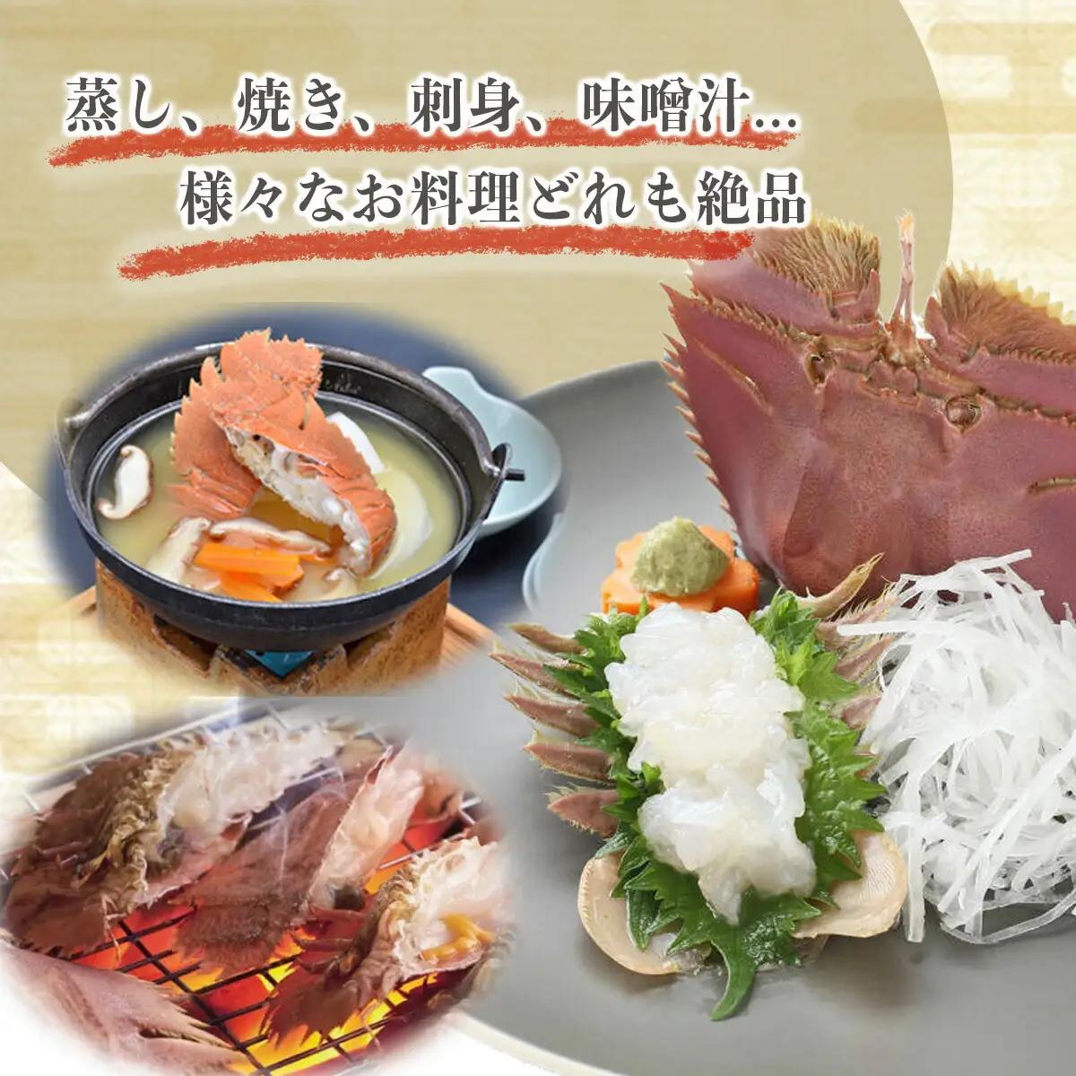 活〆ウチワエビ6~10匹 1000gセット＜数量限定＞ S209 【株式会社森海家】