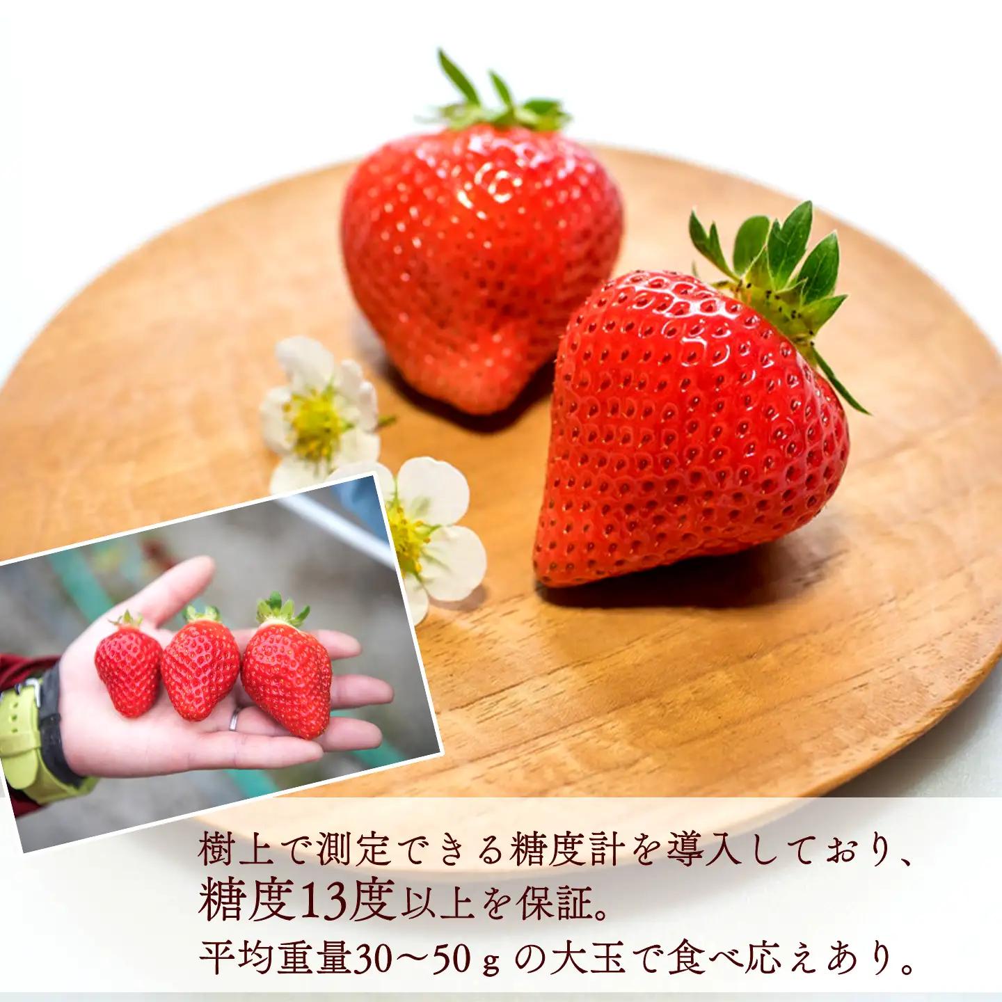 いちご 特選日野苺「煌（きらめき）」（約450g）～糖度13度以上を厳選～ 化粧箱　11月下旬~2月発送