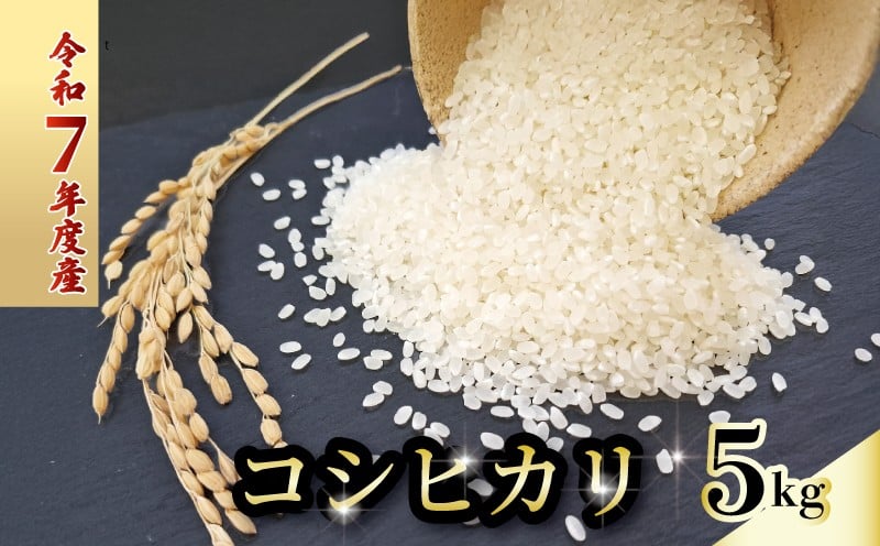 
            令和7年度 コシヒカリ 5キロ 数量限定 米 コメ 減農薬栽培 お米 精米 早場米 新米 ご飯 おにぎり こめ 白米 低化学肥料 高知県 南国市
          