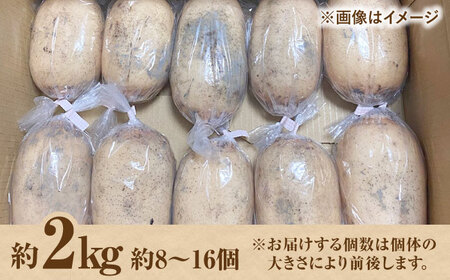 【野菜ソムリエサミット金賞】れんこん約2kg / れんこん 2026年8月～発送 [IDC002]