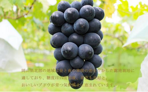 ぶどう 2024年 先行予約 ブラックビート 約600g×1房 ブドウ 葡萄  岡山県産 国産 フルーツ 果物 ギフト[No.5220-1448]