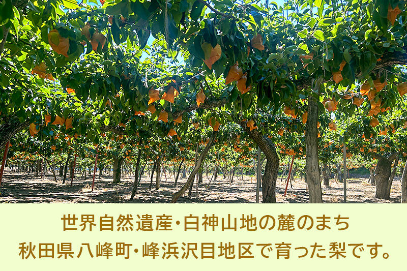 ～期間限定～白神山地峰浜沢目地区で育った和梨「あきづき」約3kg [期間限定 和梨 あきづき 梨 ナシ なし 秋田県産 甘い ジューシー 白神山地 峰浜沢目地区]