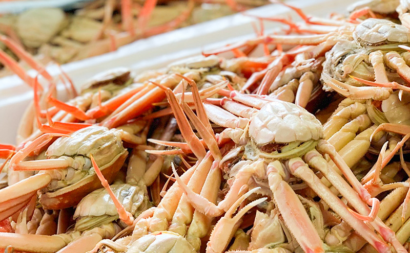 ≪※9月より寄附額変更≫【冷凍】セコガニ　茹で　小サイズ　訳あり　5杯《24年11月10日?12月中旬に順次発送》