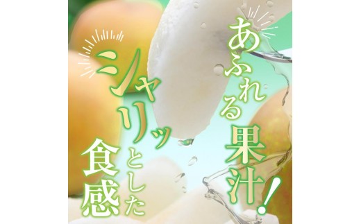 【先行予約】ジューシーで上品な甘さ！長野県産 豊水 約5kg （ 10 ～ 14 玉 ）【9月中旬～10月上旬にかけて順次発送予定】 | 果物 くだもの フルーツ 梨 なし ナシ 豊水 甘い ジューシー シャリ感 長野県 塩尻市