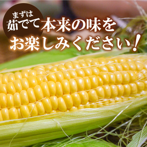 【ふるなび限定】〈2025年度配送分〉ゴールドラッシュ 10～12本 FN-Limited とうもろこし ゴールドラッシュ 先行予約 2025年 とうもろこし 10本～12本 山梨県産 甲府市産 数量