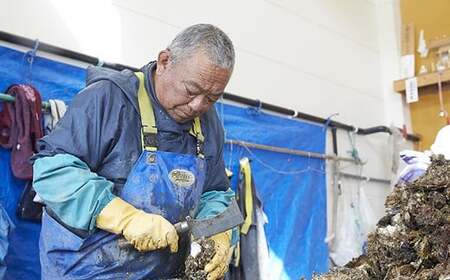 横綱牡蠣！吉田水産のむき身牡蠣 500g＋殻付き牡蠣 Mサイズ3個 セット 数量限定 【 牡蠣 かき 食べ比べ 冷蔵 三陸 リアス海岸 広田湾 3年牡蠣 】RT2289