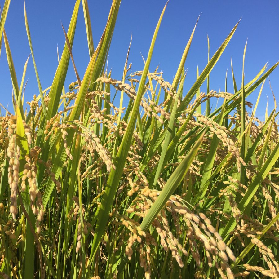 【令和7年産新米】和寒町産米食べ比べセット10kg