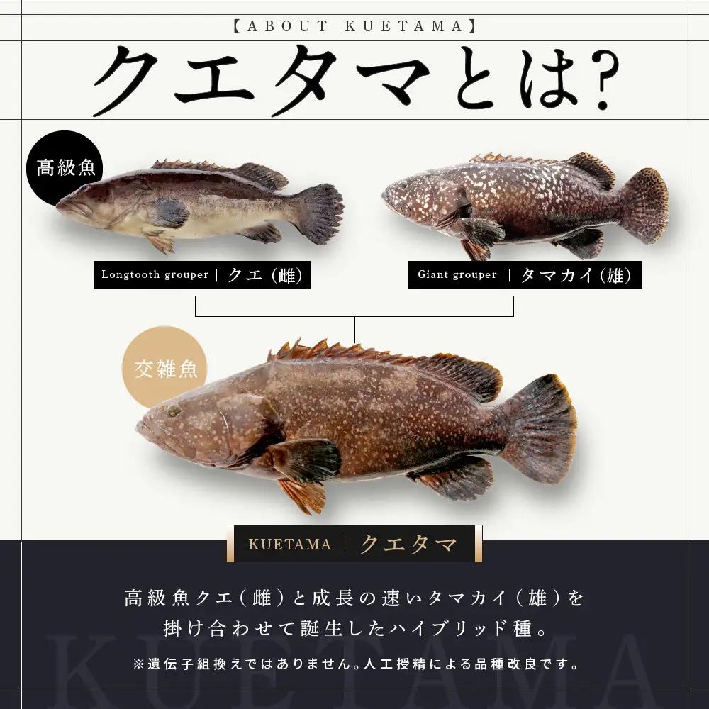 近大クエタマ鍋セット500g（2026年11月下旬～12月中旬発送）