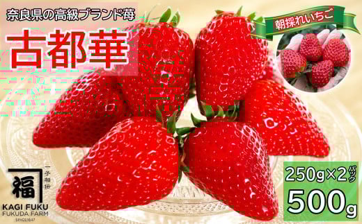 M-AH22.【数量限定】サイズおまかせ 古都華2パック