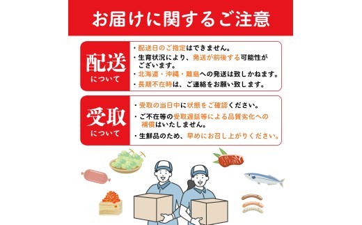 【早期予約】 朝採り シャインマスカット 1房 (約600g)  マスカット ぶどう 葡萄 ブドウ フルーツ 果物 くだもの 果実 フルーツ 旬 旬の果物 デザート スイーツ おやつ ゼリー ジュース