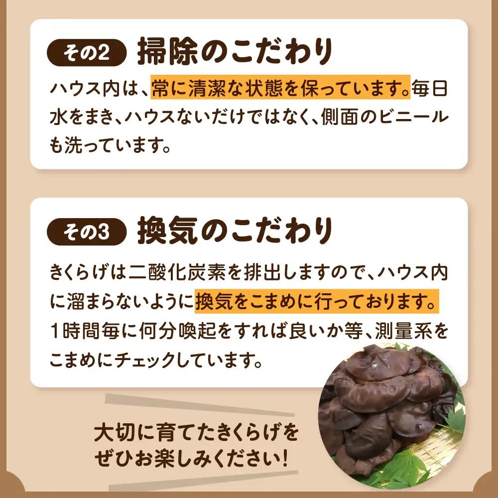 きくらげ 1kg (500g×2袋) 国産生キクラゲ木耳青森県五所川原市