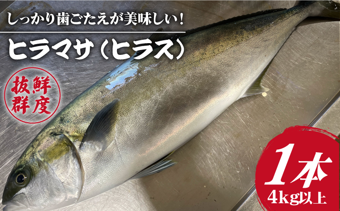 【血抜き、内臓処理済み！】ヒラス （ヒラマサ） 1本 4.0kg以上 養殖 刺身 しゃぶしゃぶ 魚介類 鮮魚 【ひまわり】 [RBK005]