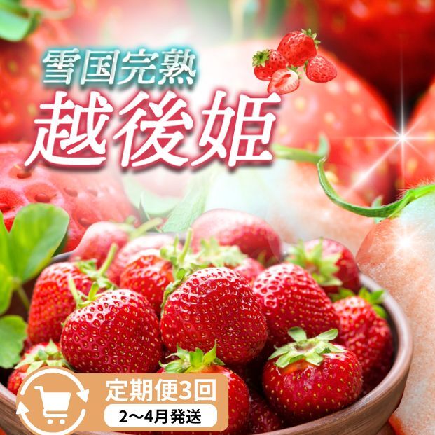 定期便 3回【2～4月発送】雪国完熟いちご越後姫 170g×6全3回 定期配送 越後姫 いちご 定期便 完熟 苺 新潟