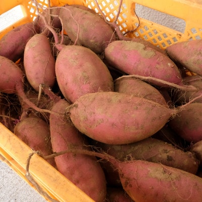 秋山農園から話題のさつまいも「栗かぐや(R)」5kg【配送不可地域：離島・沖縄県】