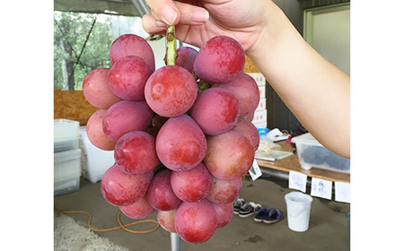 【早期予約】桃山ぶどう園の2種食べ比べ（巨峰・クイーンニーナ）約1.2kg｜フルーツ 果物 ブドウ　※北海道・沖縄・離島への配送不可　※2025年9月中旬頃より順次発送予定