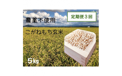 
＜2ヵ月毎定期便＞もち米玄米5kg (栽培期間中農薬不使用・化学肥料不使用) 全3回【4007615】
