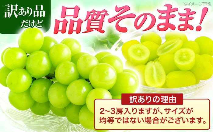 朝採れ直送！皮ごとパリッと食べられるシャインマスカット