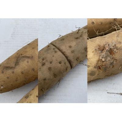 ふるさと納税 長野市 【先行受付】JAグリーン長野　松代産　長芋　10kg(9〜10本)　家庭用 |  | 01